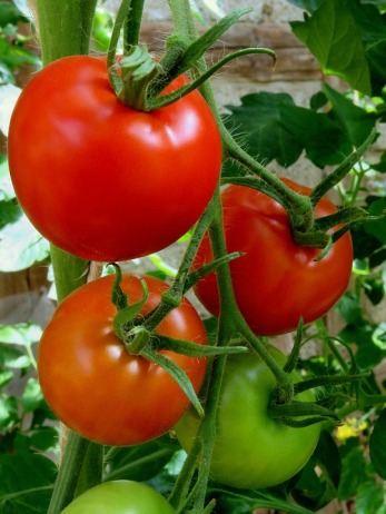 tomatoes-1613881_960_720